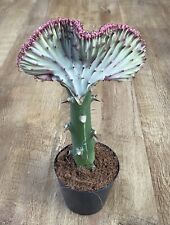 Euphorbia lactea ghost for sale  SHEFFIELD
