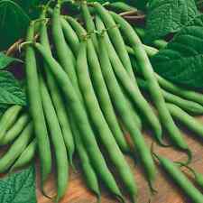 GREEN BEANS 5 VEGETABLE SEEDS FREE USA SHIPPING, used for sale  Shipping to South Africa