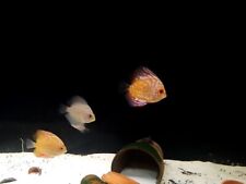 discus for sale  SALFORD