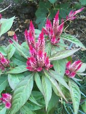 200 semillas magenta Pluma de Flamenco Celosia Spicata/Flor de Trigo, orgánico segunda mano  Embacar hacia Argentina