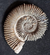 Großer topp ammonit gebraucht kaufen  Wedemark