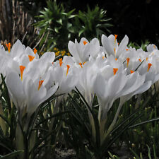 White beautiful crocus for sale  MELTON MOWBRAY