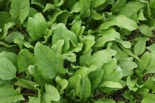 China Salat  FRÜHE SORTE  Anbau ganzjährig auch in Balkonkästen  gebraucht kaufen  Erding