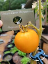 Golden jubilee tomato for sale  Seymour