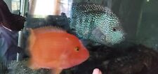 Red texas cichlid for sale  Stockton