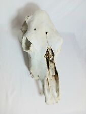 Cow skull for sale  Falcon