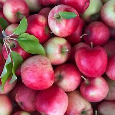 Nela früher sommerapfel gebraucht kaufen  Detm.-Nienhagen,-Loßbruch