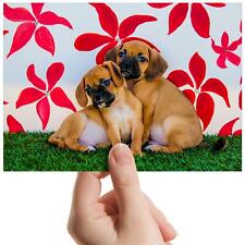 Puggle dog beagle for sale  SELBY