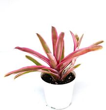 Neoregelia donger variegated for sale  Castaic