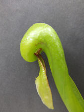 Carnivorours plants darlington for sale  GLOUCESTER