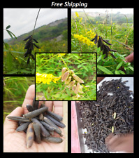 Nuevo Crotalaria JUNCA SEMILLlAS De CHIPILIN SUNN Cáñamo Crotalaria 50 gramos envío gratuito segunda mano  Embacar hacia Argentina