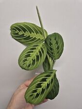 Maranta lemon lime for sale  LONDON