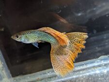 Large breeding trio for sale  SUNDERLAND