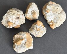 Lot ammonite d'occasion  Angers-