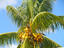 Coconut exotic plant for sale  Miami