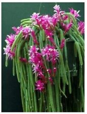 Lote 4 Estacas Cauda de Rato Cacto Aporocactus Flagelliforme Planta Suculenta Rosa comprar usado  Enviando para Brazil