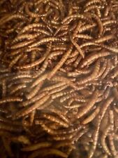 Dried mealworms birds for sale  Scottsdale