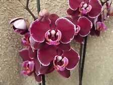 Rare phalaenopsis colmar for sale  HALSTEAD