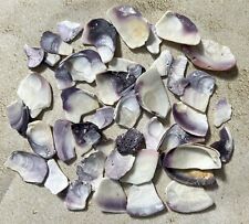 Wampum shells approx for sale  East Weymouth