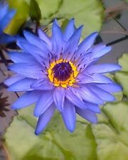 Lotus bleu égypte d'occasion  Krautergersheim