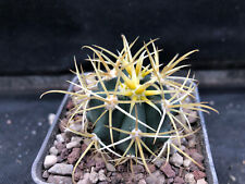 ferocactus chrysacanthus usato  Massafra