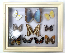 Taxidermy butterflies framed - very collectable (1013) for sale  Shipping to South Africa
