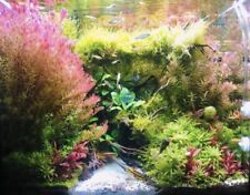 Aquarium pflanzen rotala gebraucht kaufen  Frankfurt