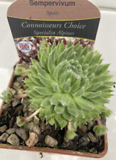 Sempervivum sprite alpine for sale  WIGTON