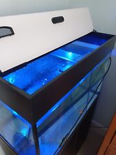 aquarium betta fish for sale  BILLERICAY