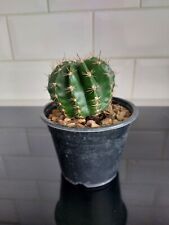 Fast growing cactus for sale  WESTON-SUPER-MARE