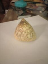 Used, Calliostoma Conolum Beautiful North Alabam Specimen 3"W -2 3/4in H Pre-owned for sale  Shipping to South Africa