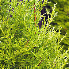 evergreen plants for sale  UK