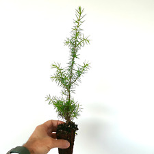 Juniperus communis ginepro usato  Napoli