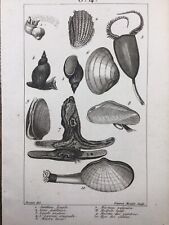 Conchyliologie 1804 coquillage d'occasion  Expédié en Belgium