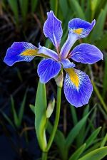 Wild blue iris for sale  SWANSEA