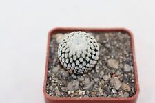Mammillaria pectinifera / Solisia pectinata rare cactus tephrocactus MARcacti, używany na sprzedaż  PL