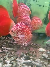 Red pigen discus for sale  Brooklyn