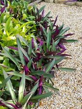 Purple oyster plant. for sale  Rockledge