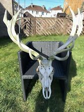 Stag deer antlers for sale  GLASGOW