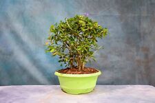 bonsai tree forest for sale  North Fort Myers