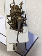 Cerambycidae ssp ce56 d'occasion  Gorron