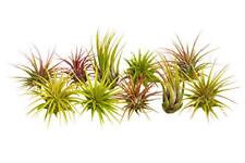 Air plant pack for sale  USA