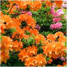 Dwarf japanese azalea for sale  PRESTON