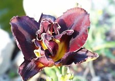 Taglilie daylily ezekiel gebraucht kaufen  Markt Bibart