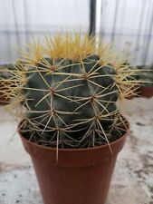 Ferocactus glaucescens Pot 14 Cm Very Robust Plant Cultivated In Sicily . for sale  Shipping to South Africa