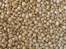 Usado, 100 semillas de quinua de Chenopodium - quinua segunda mano  Embacar hacia Argentina