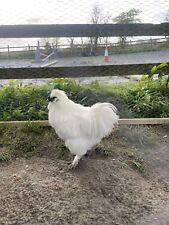 Silkie hatching eggs for sale  CHESTERFIELD