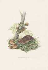 Waldspitzmaus sorex araneus usato  Spedire a Italy