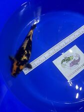 Stunning japanese koi for sale  BRIERLEY HILL