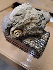 Ammonite fossile usato  Italia